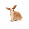 Schleich Dyr Kanin